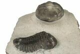 Pair Of Austerops Trilobite Fossils - Jorf, Morocco #204307-2